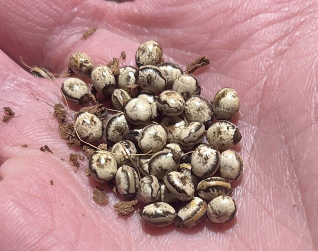 Vajíčka strašilek australských