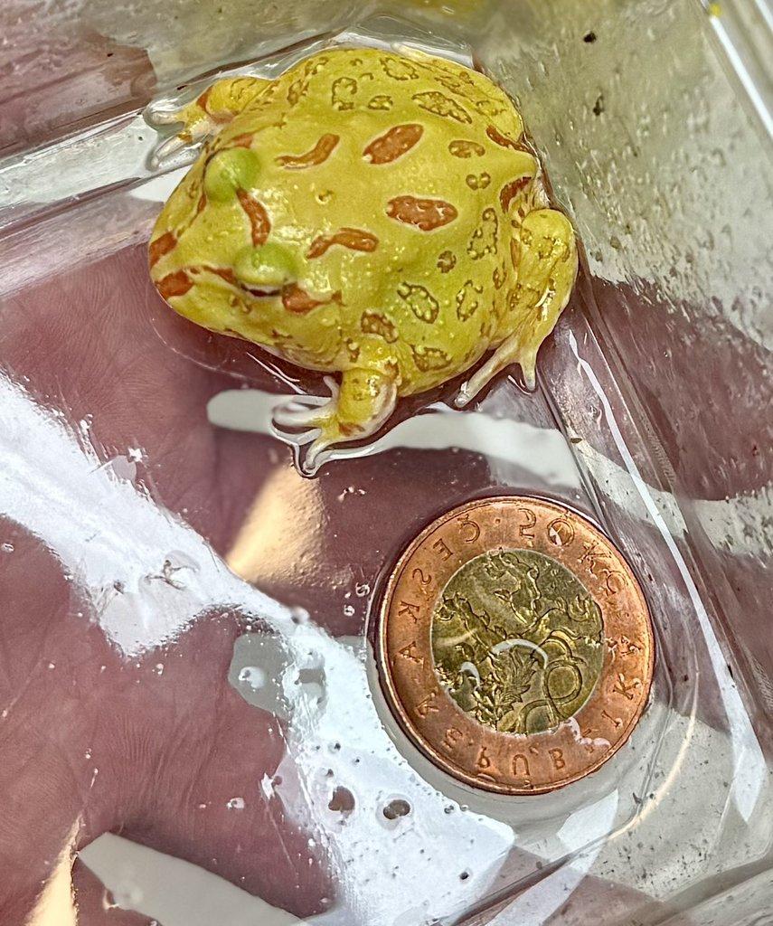 Zamluvené mohu vzít na Živou exotiku 17.1.26 - F18-F20