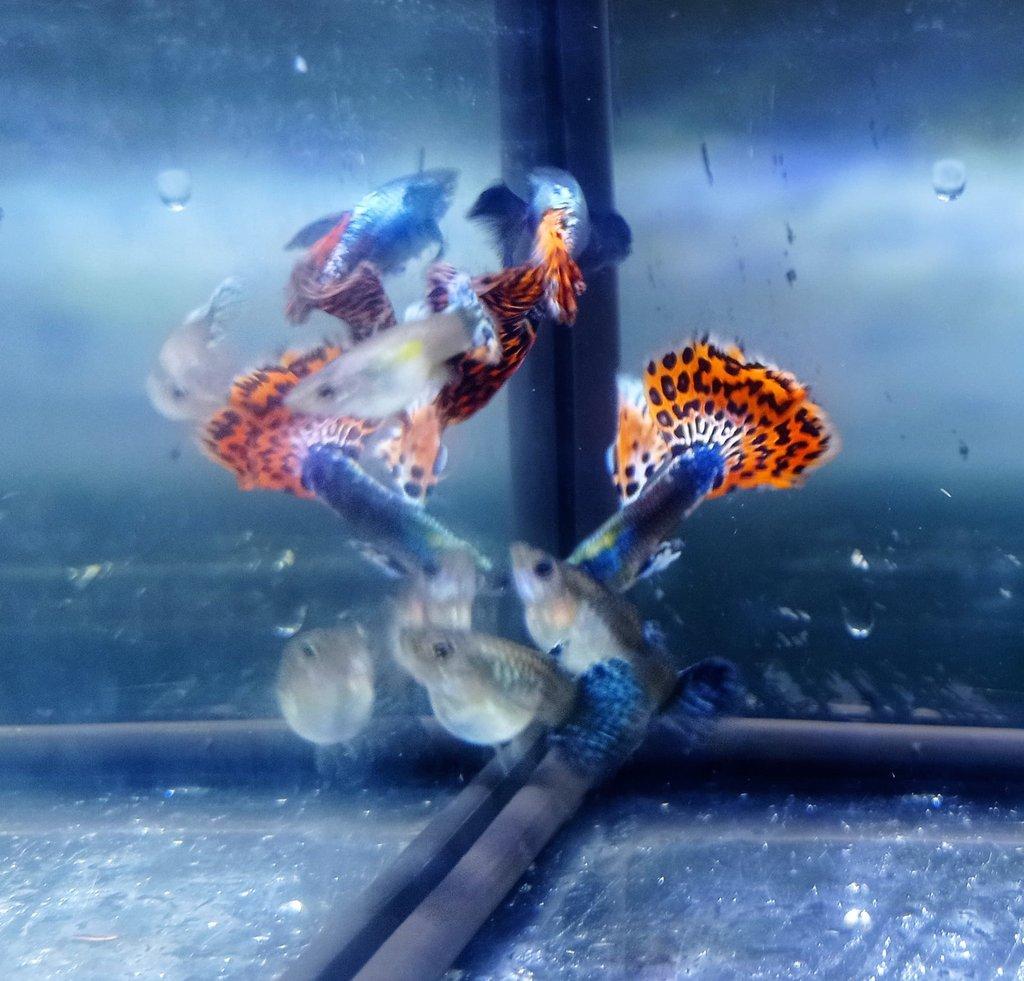 Poecilia reticulata - Red Mosaic Dumbo Ear