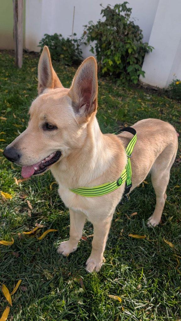 Štěně křížence vlčáka s labradorem