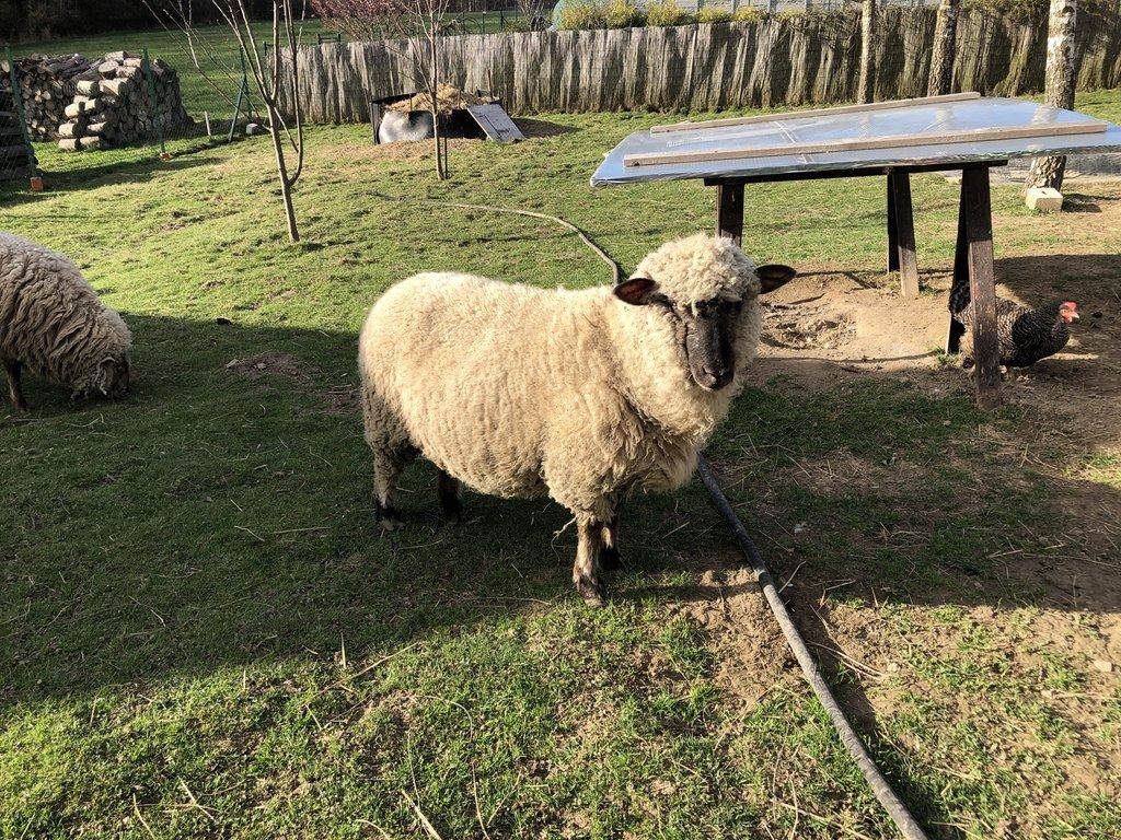 Ovečky na pasení i na mazlíčky