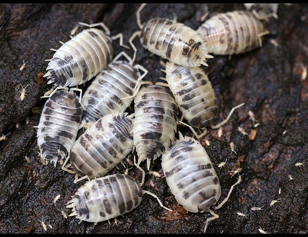 Isopod „Dairy Cow“