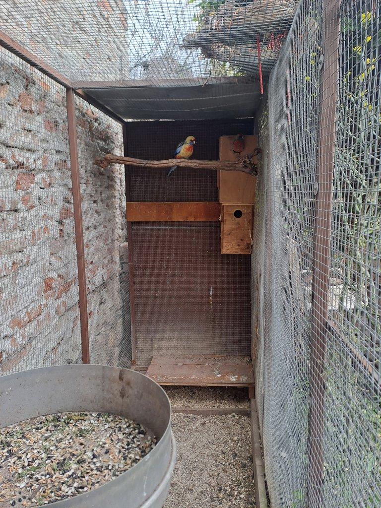 Rosela penant adelaidská