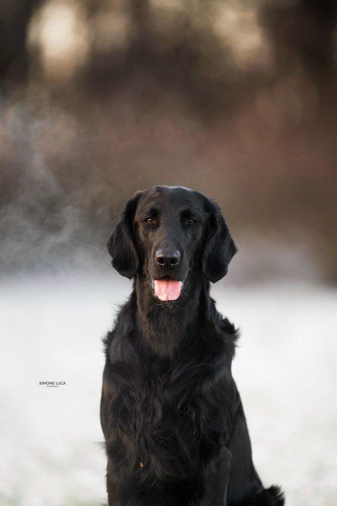 Štěňátka Flat Coated Retriever s PP