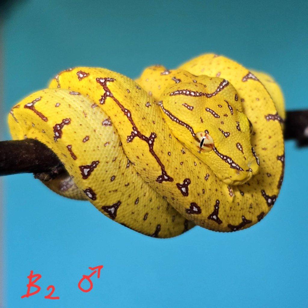 Morelia azurea pulcher (viridis)