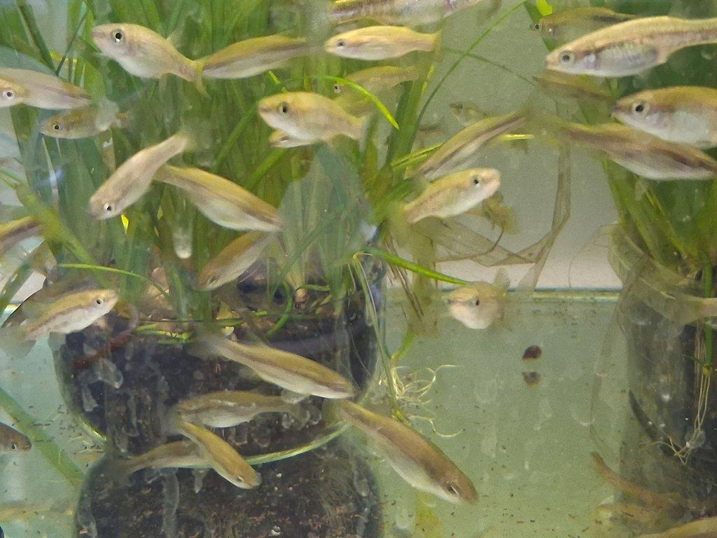 DIVOKÉ ŽIVORODKY- Fauna trhy Ostrava