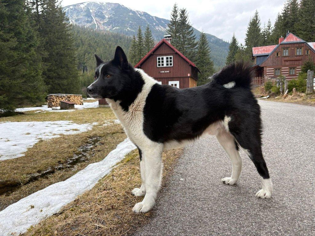 Ruskoevropská lajka