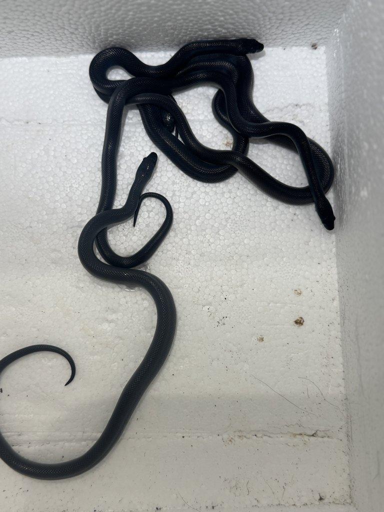 Lamprophis fuliginosus black