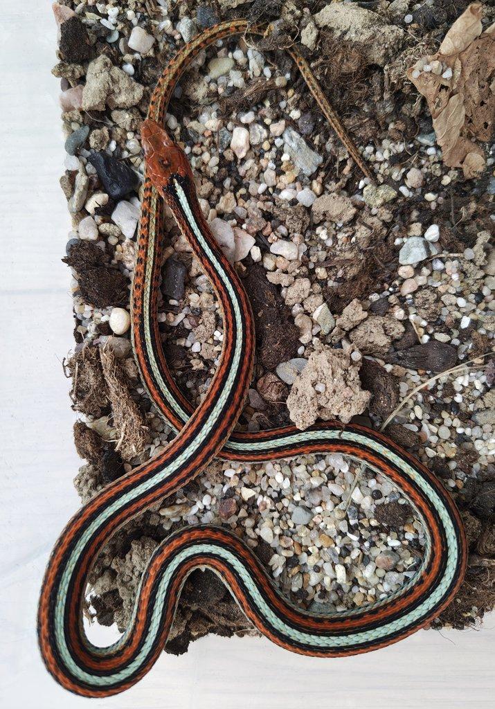 San Francisco Garter snake (Thamnophis sirtalis tetrataenia)