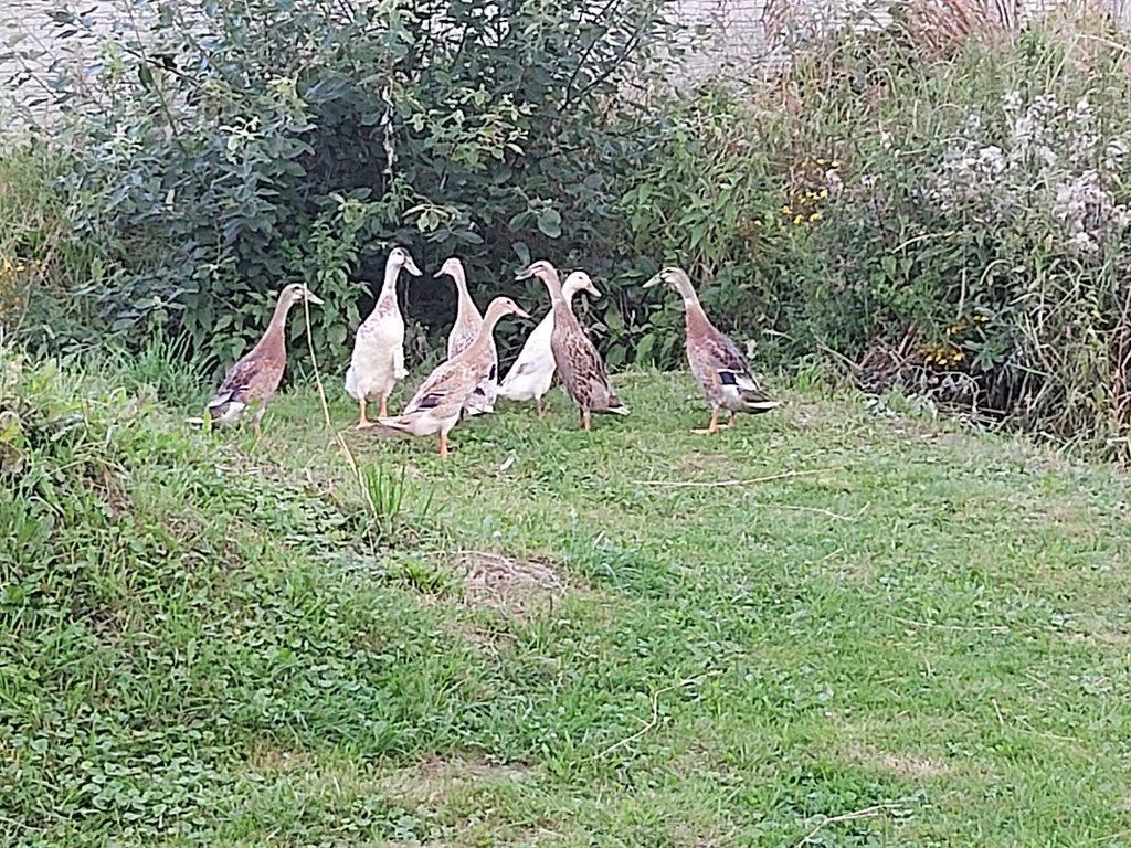 Indický běžec – nejlepší bojovník proti slimákům