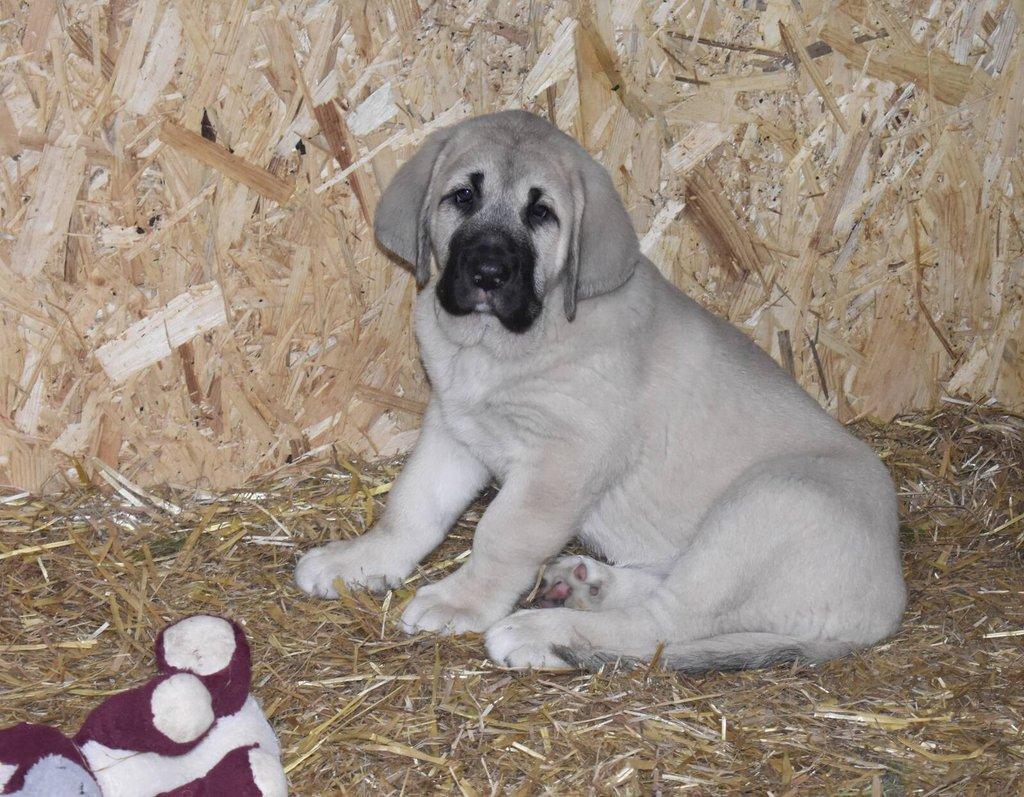 Španělský mastin - Mastin Espaňol máme k odběru krásné fenky