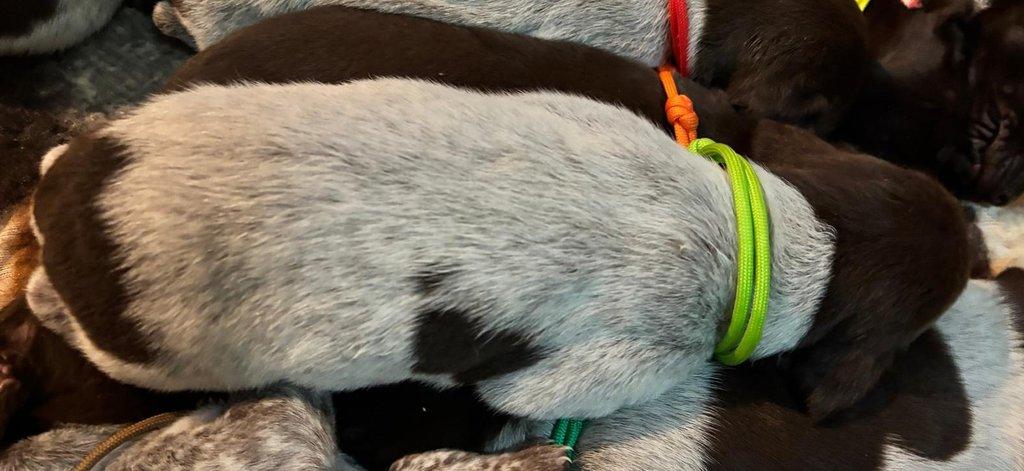 Německý krátkosrstý ohař - štěňata s PP