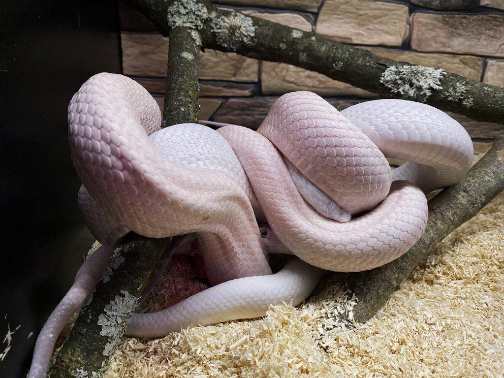 Pantherophis obsoletus lindheimeiri CB: 10/024