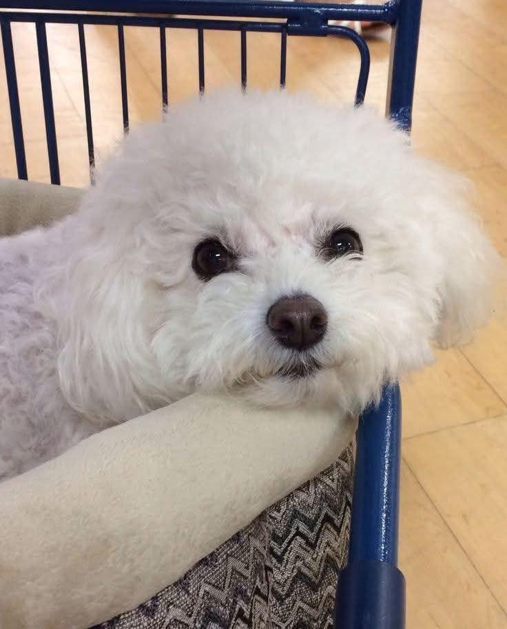 Štěňata bišon frise na prodej