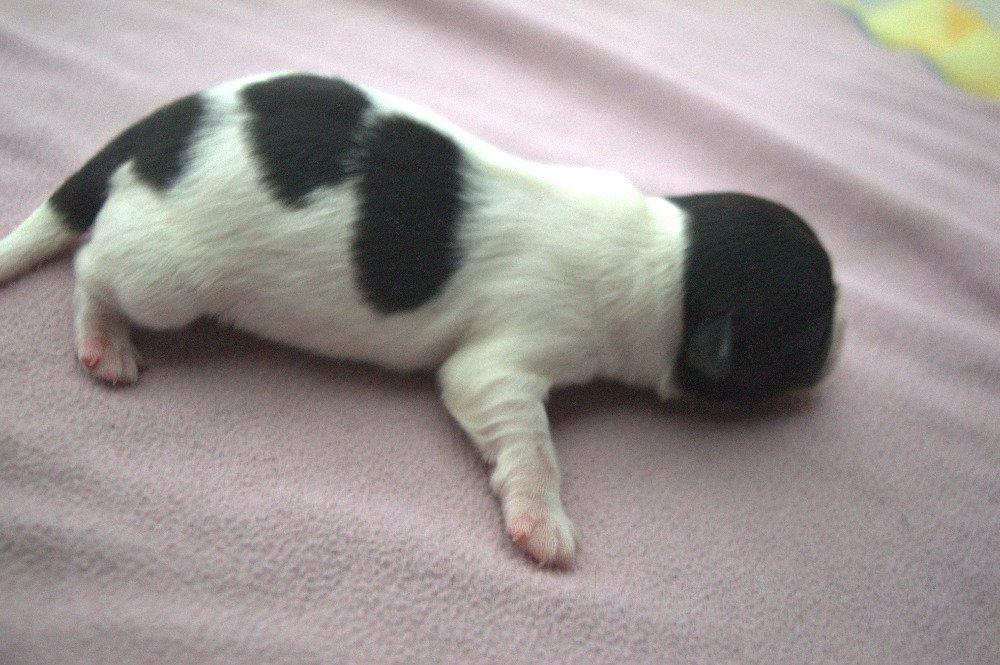 štěňata tibetského španěla