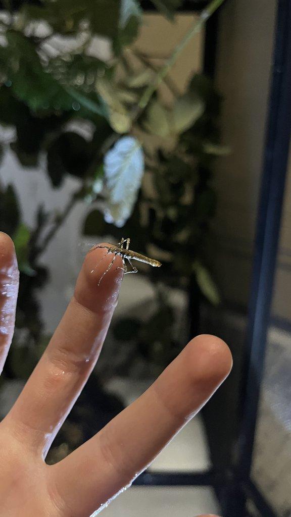 Flexárium se strašilkami