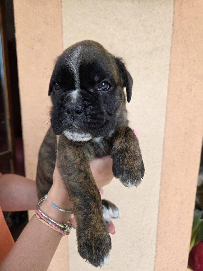 Štěňata německého boxera s PP