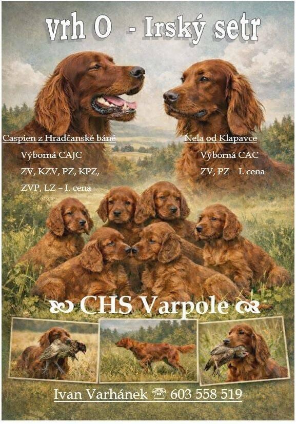 Irský setr - prodám štěňata