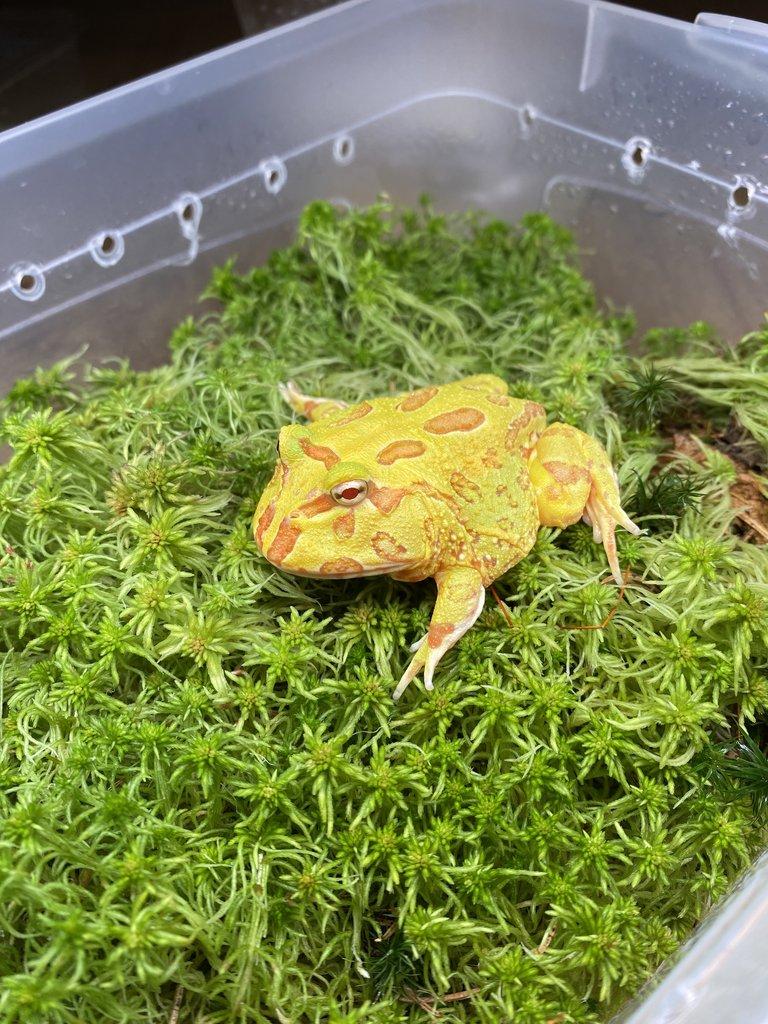 Rohatky Samurai strawberry pikachu apricot albino