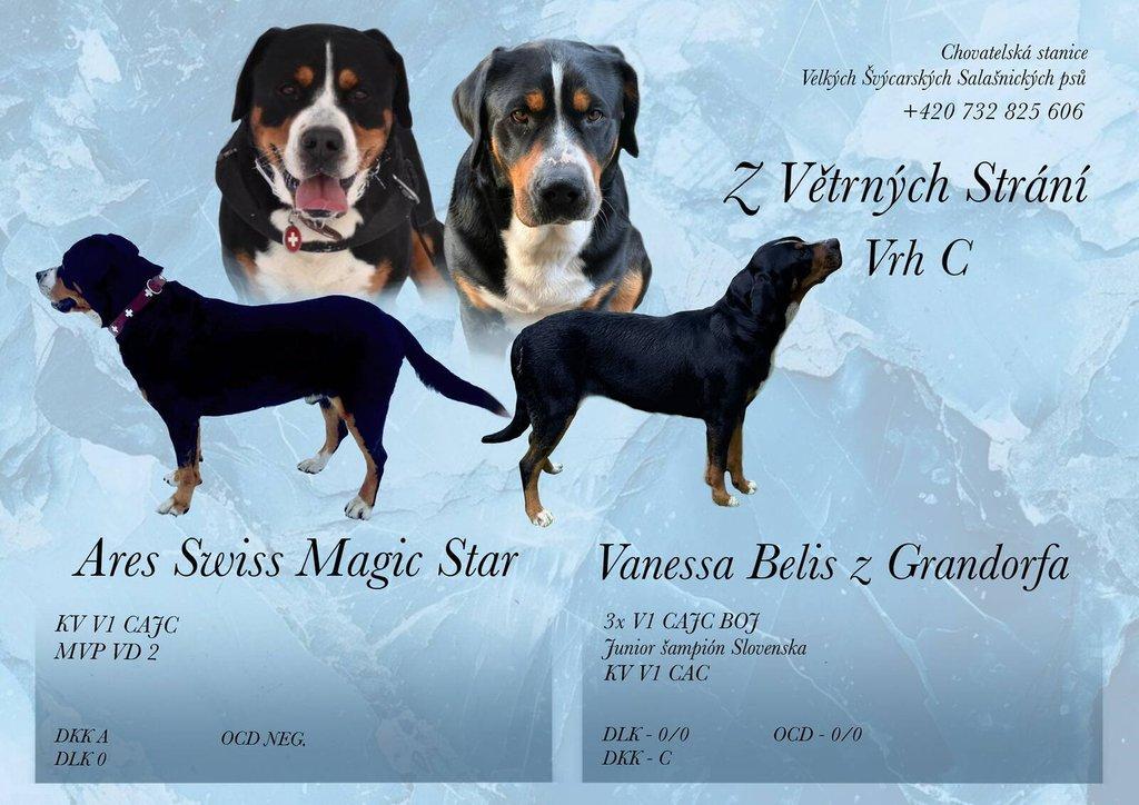 Nabízím štěňátka plemeno Velký švýcarský salašnický pes s PP