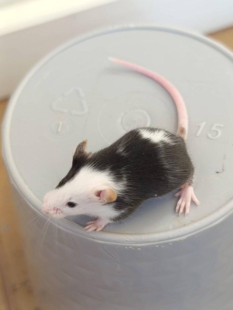 Barevné Fancy myšky