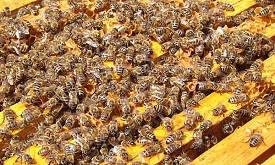 Vyzimovaná včelstva 2024