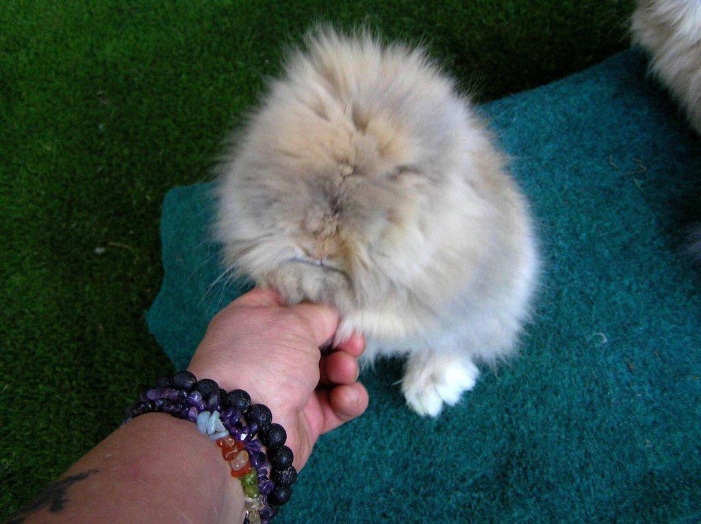 Teddy králíčci mláďata z kvalitního chovu