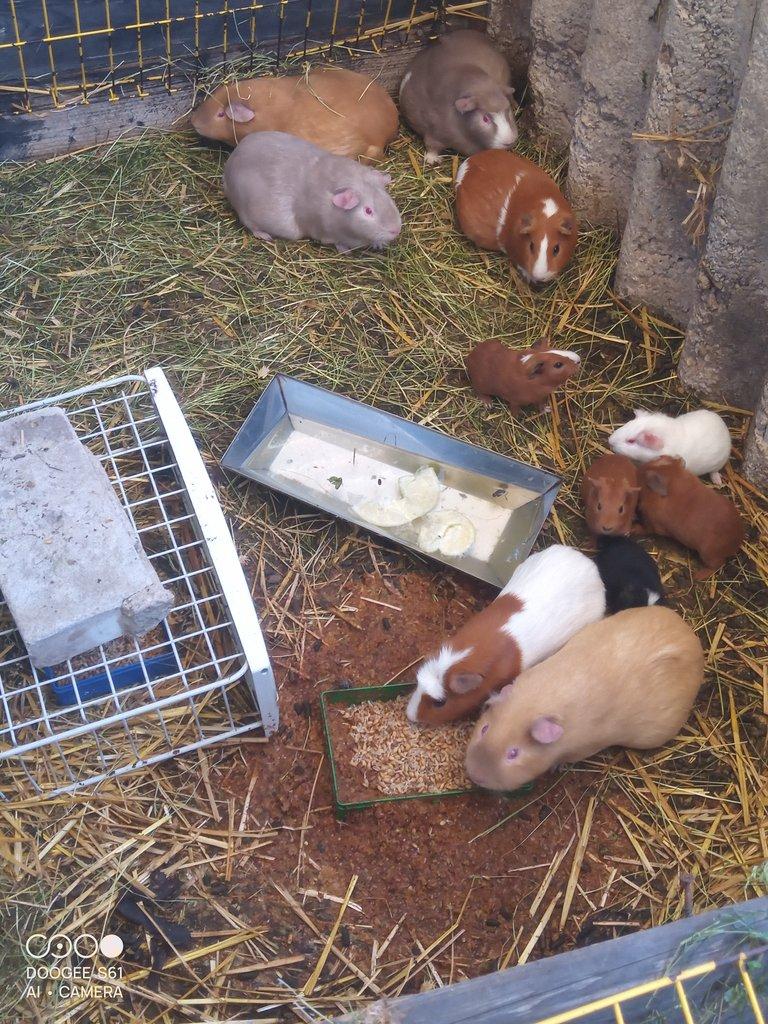 Obří Cuy morčata Doležal morče cuy