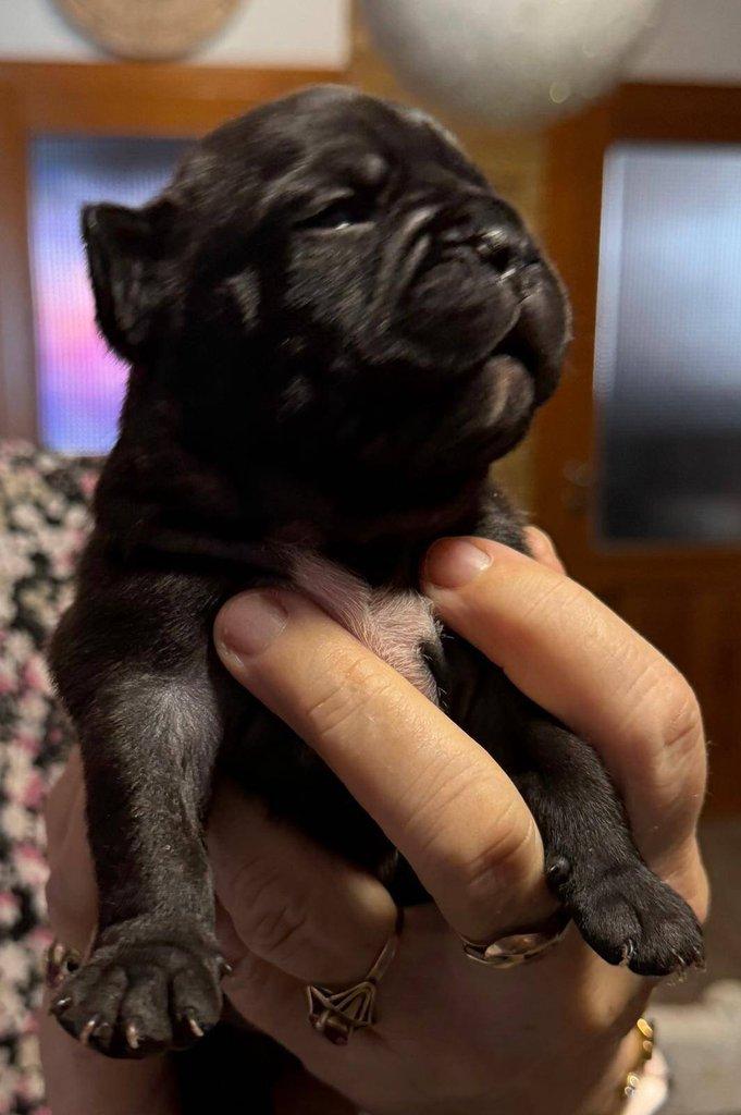 Štěňátka francouzských buldočků