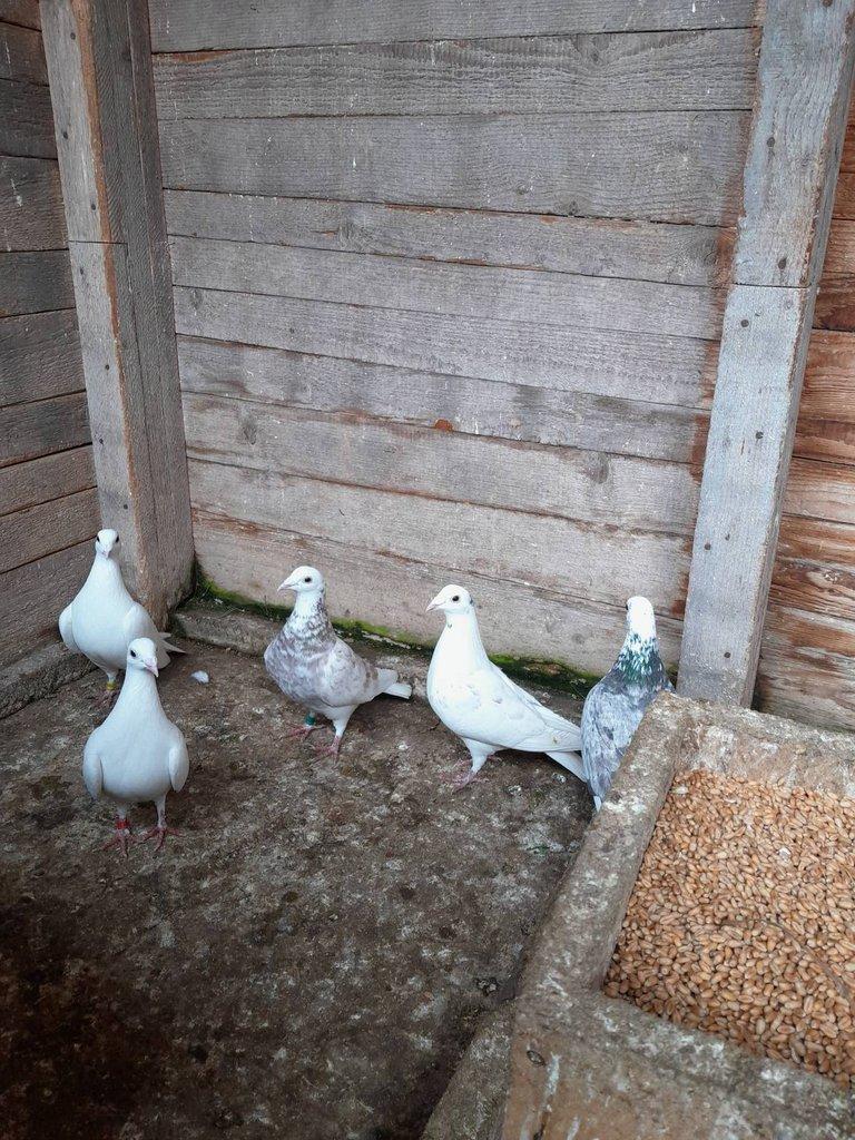 Prodám poštovní holubi .