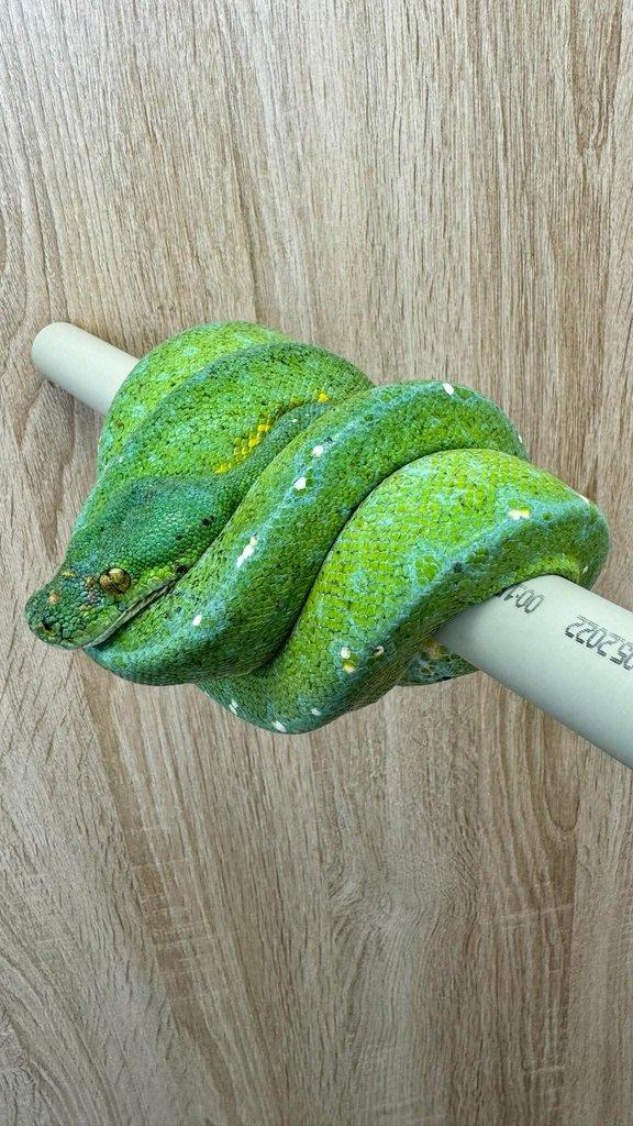 Leiopython albertisii,meridionalis