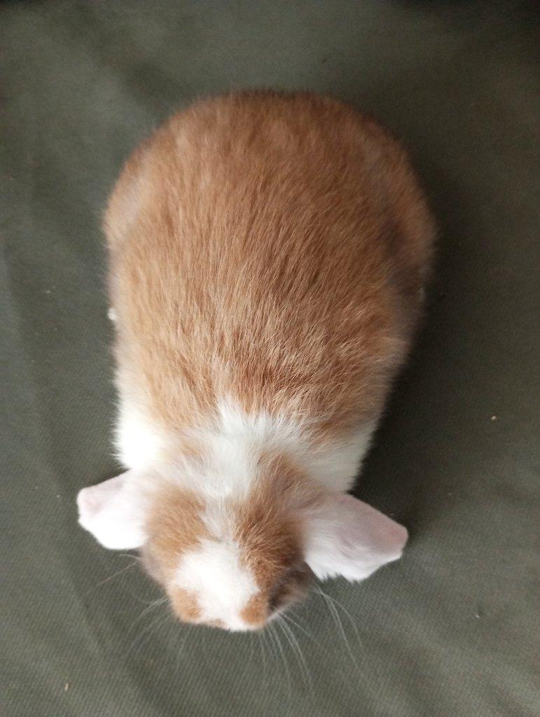 Zakrslý beránek králíček