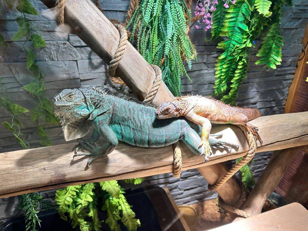 1,2 leguán zelený včetně terária.
