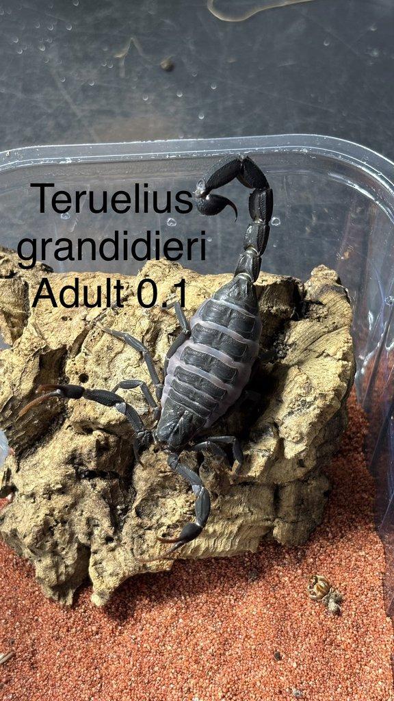 Štíři aktuální nabídka 21.4.