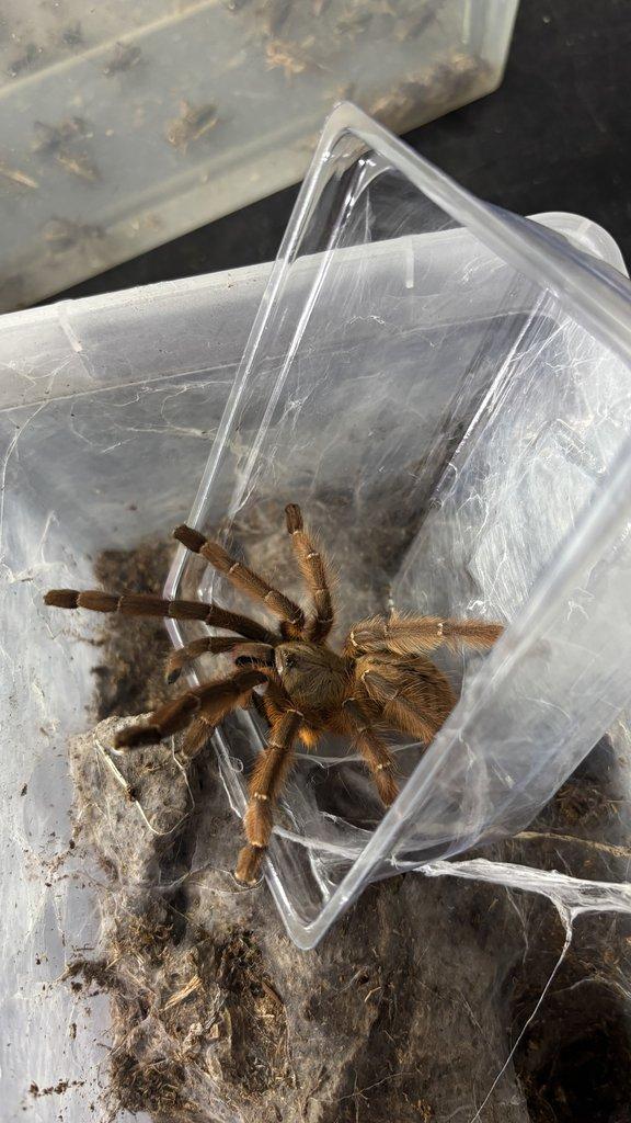 Živá exotika 20.12