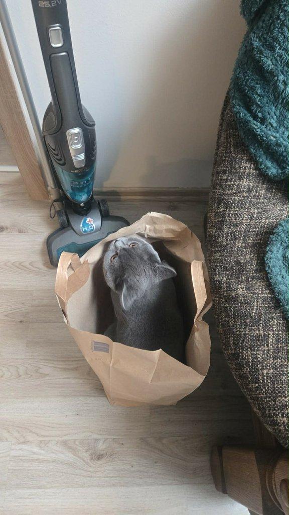 Daruji britského kocourka