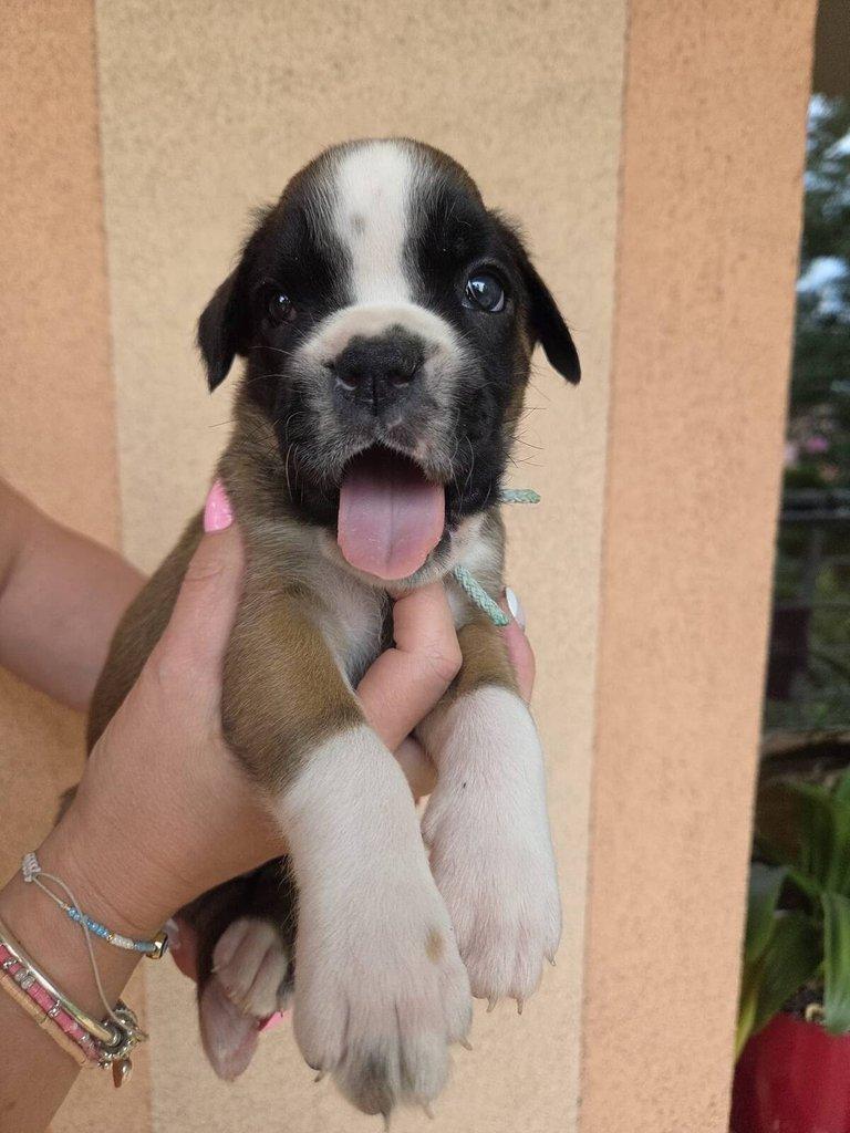 Štěňata německého boxera s PP