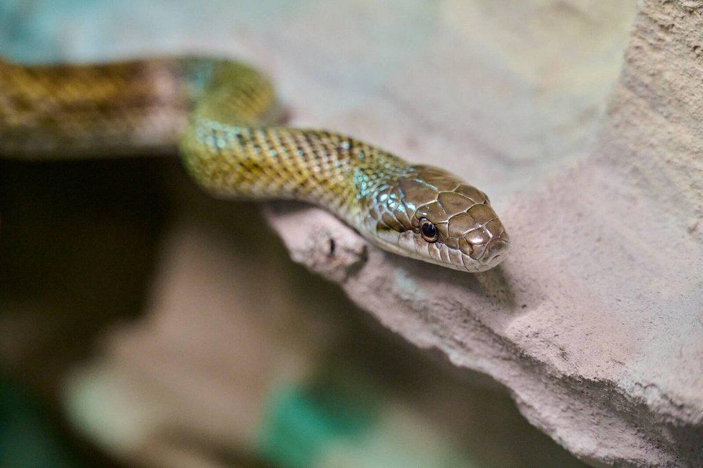 Mládě užovky japonské (Elaphe climacophora)