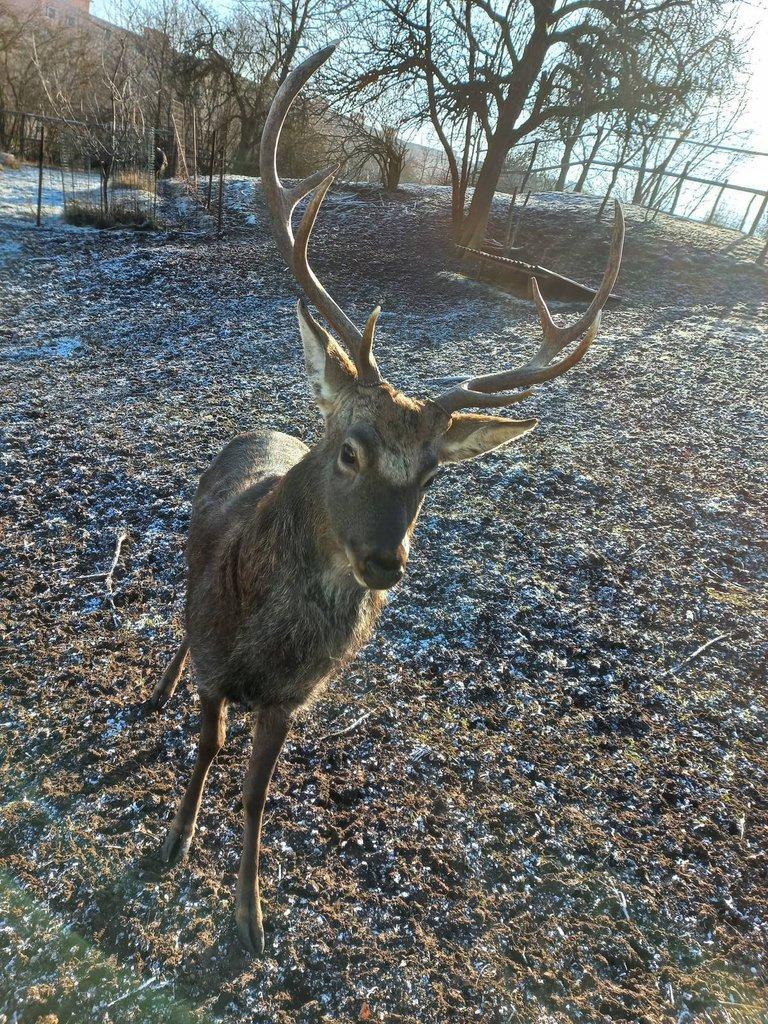 Jelen sika Dybowského