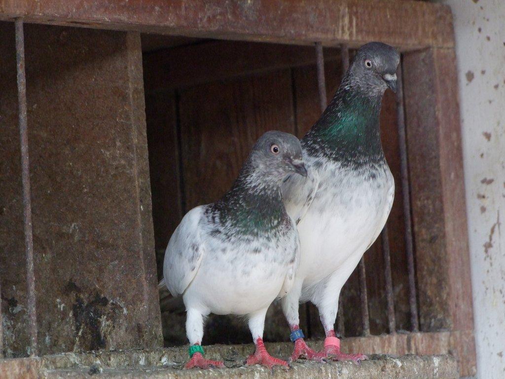 budapeštské vysokoletce