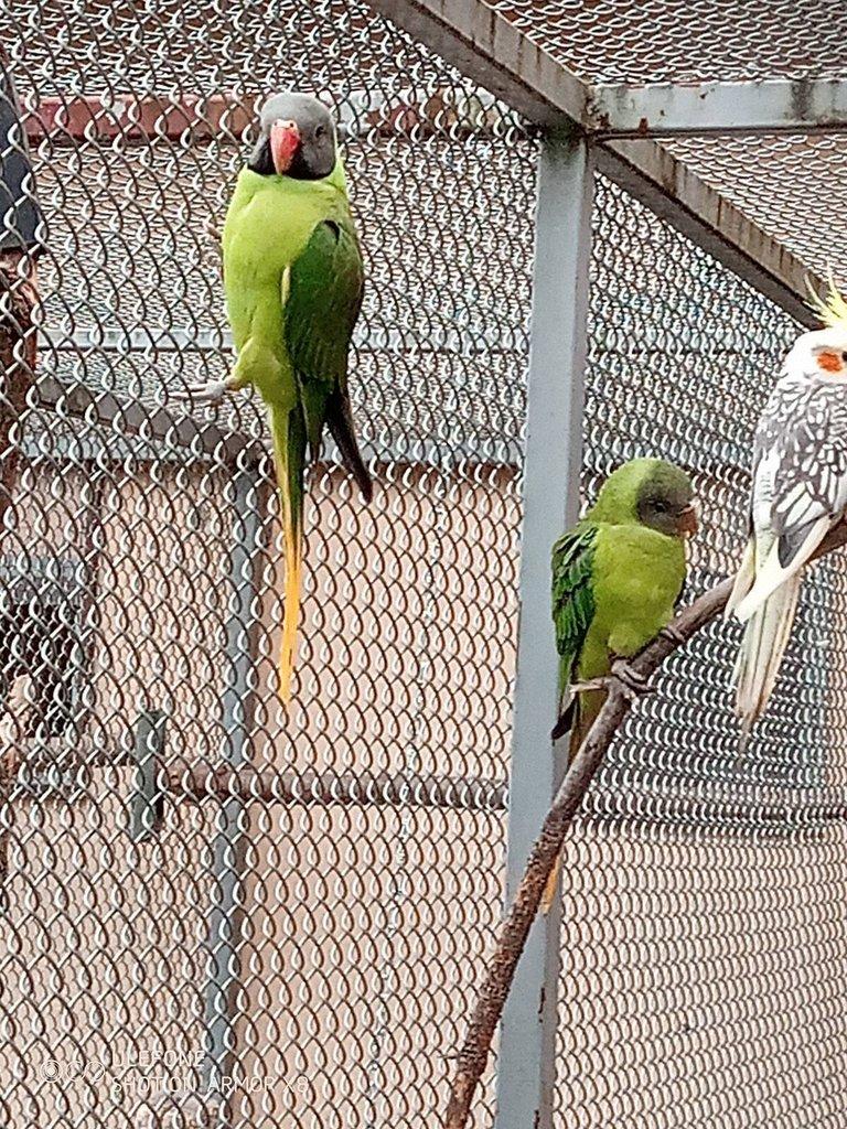 Alexandr černohlavý