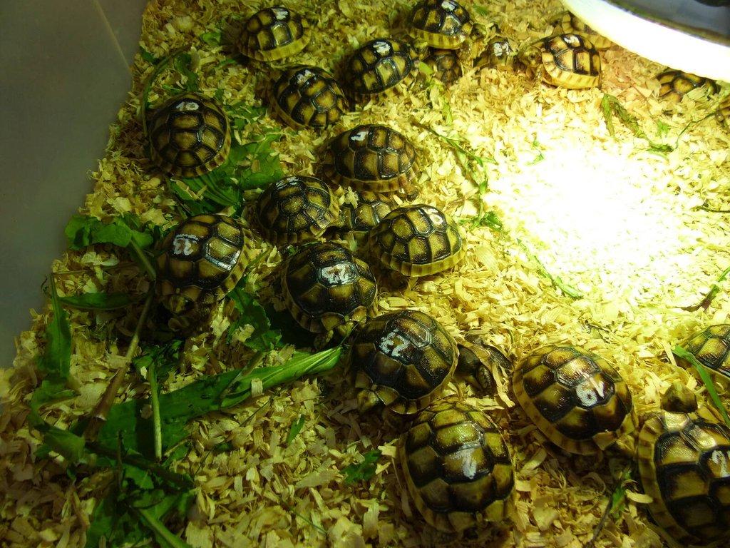 Želva vroubená (Testudo marginata)