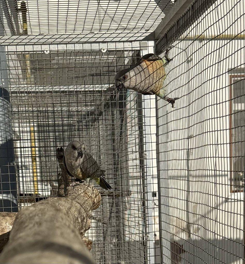 0.2 Papoušek červenobřichý (P. Rufiventris)