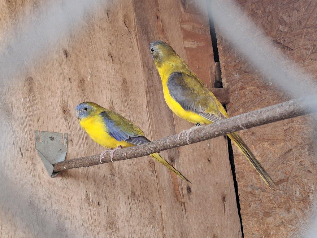 Neoféma tyrkysová žltobruchá