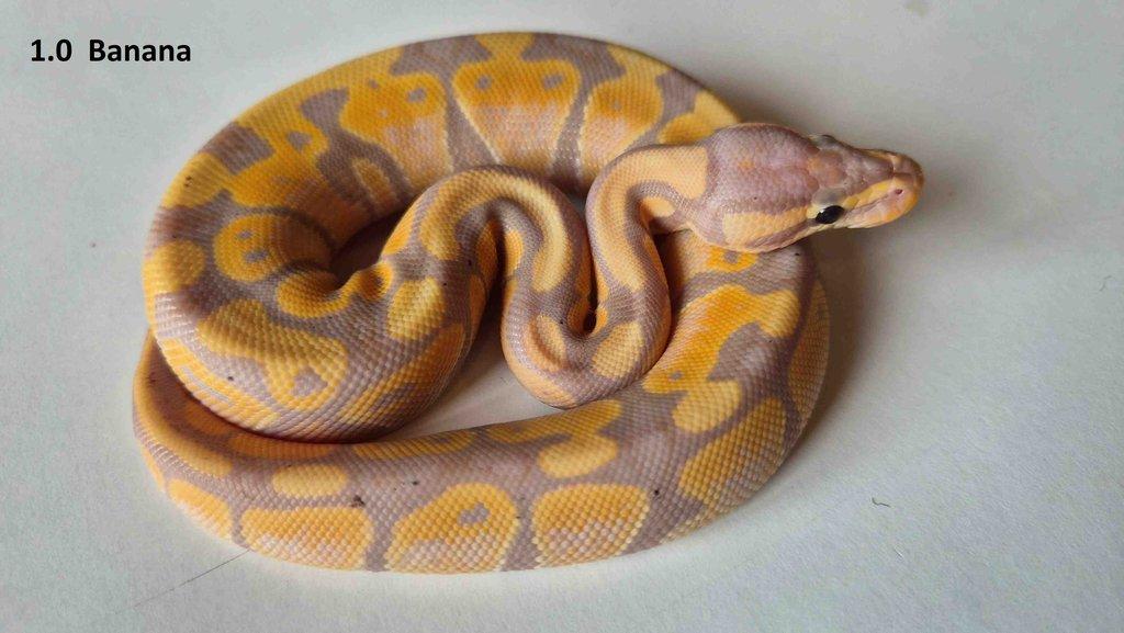 Krajta královská - prodám vlastní odchov 2023 - 2025