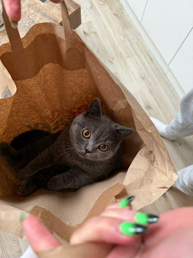 Daruji britského kocourka