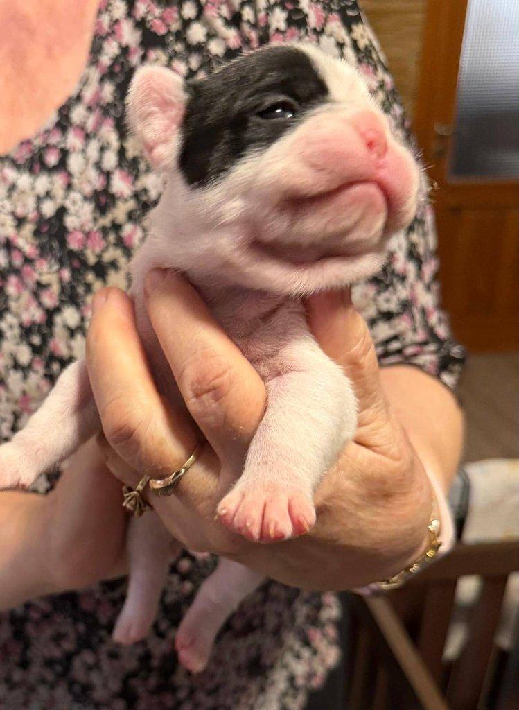 Štěňátka francouzských buldočků