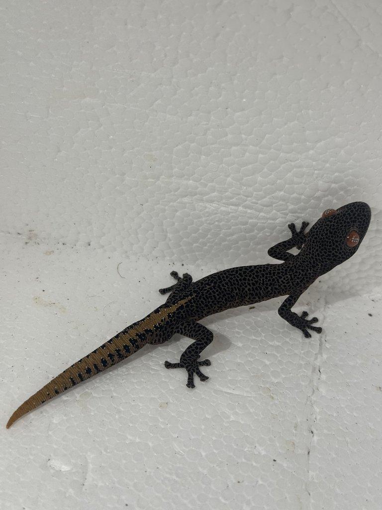 Strophurus taenicauda