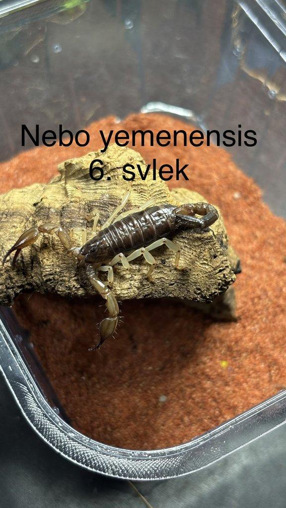 Štíři aktuální nabídka 21.4.