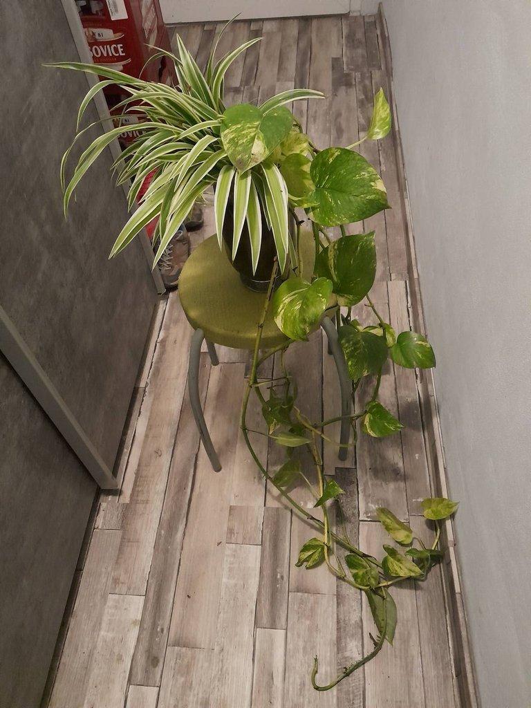 Akvárium 80 l - akvaponie - aquaponic tank